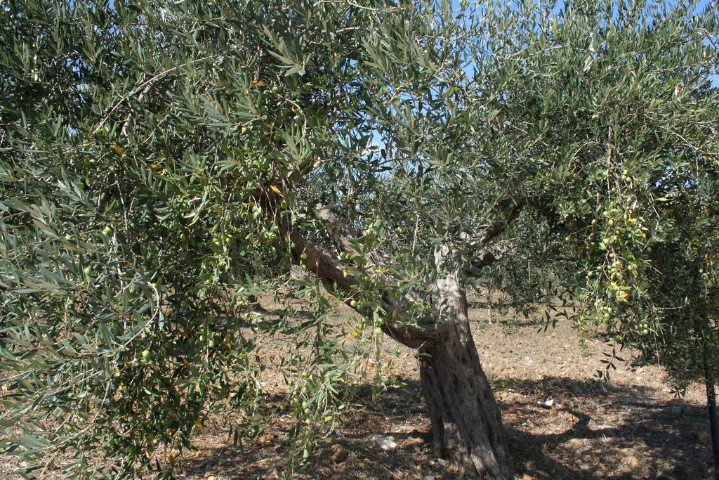 B&B Baglio Degli Ulivi Crocevie Екстер'єр фото